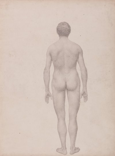 Esposizione anatomica comparativa della struttura del corpo umano con quella di una tigre e un co... da George Stubbs